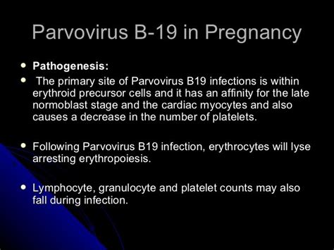parvovirus b19 igg positive in pregnancy